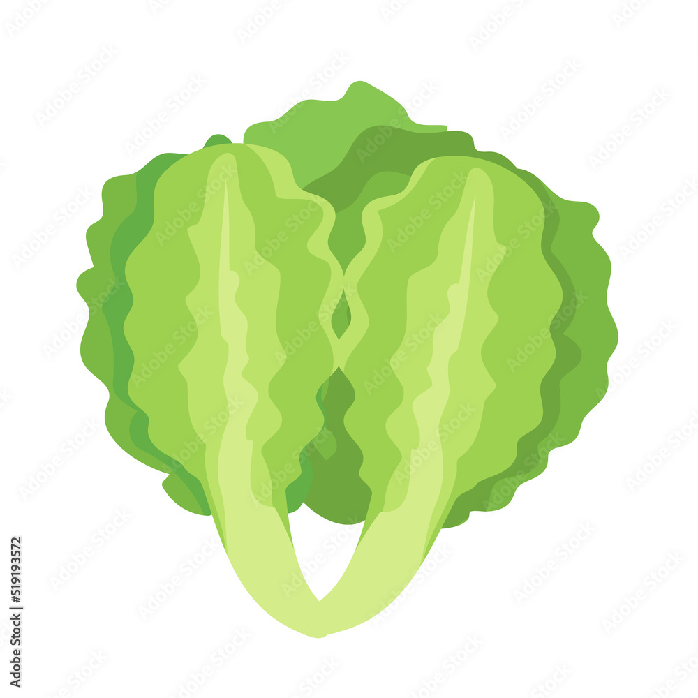 fresh green lettuce fresh green lettuce