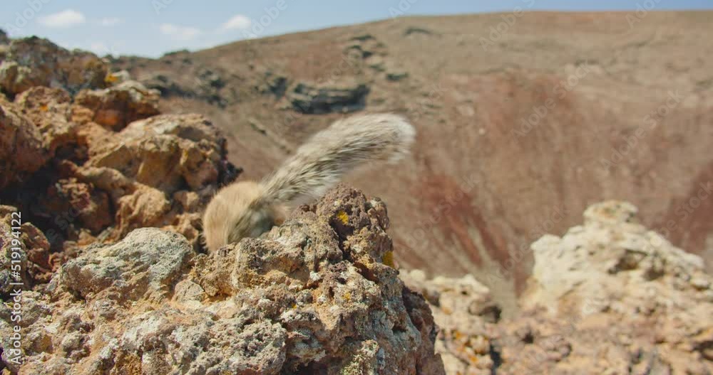 Real marmots in a wild deserted national park. Sciuridae rodent animals in wildlife volcanic nature. Groundhog suslik or squirrel on the volcano in Fuerteventura, Canary Islands, Spain. 4K. Real marmots in a wild deserted national park. Sciuridae rodent animals in wildlife volcanic nature. Groundhog suslik or squirrel on the volcano in Fuerteventura, Canary Islands, Spain. 4K.