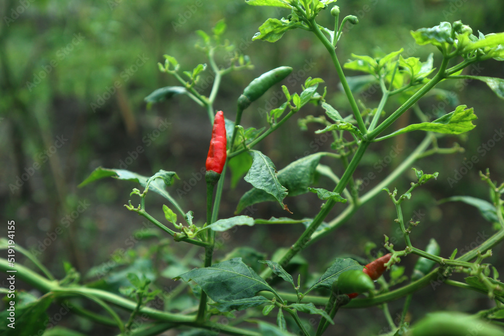 Hot chili peppers growing plant. Red and green Chile peppers plant Hot chili peppers growing plant. Red and green Chile peppers plant
