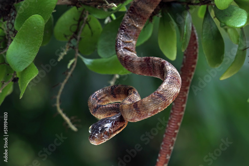 Baby boiga cynodon snake, colubrid snake endemic to asia