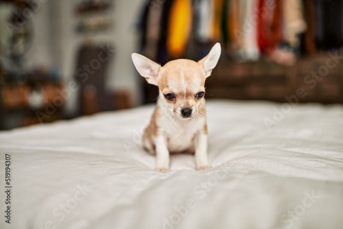 Beautiful small chihuahua puppy standing on the bed curious and happy, healthy cute babby dog at home © Krakenimages.com