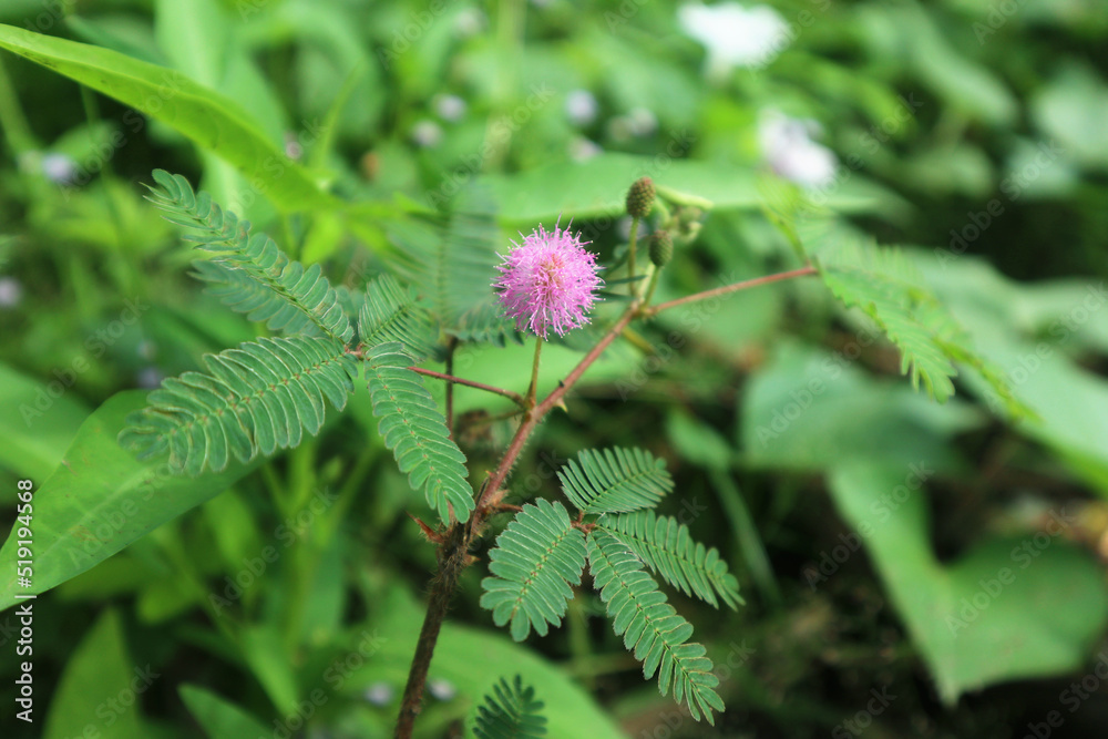Elegant shame plant in garden photo. Mimosa sensitive plant photo Elegant shame plant in garden photo. Mimosa sensitive plant photo