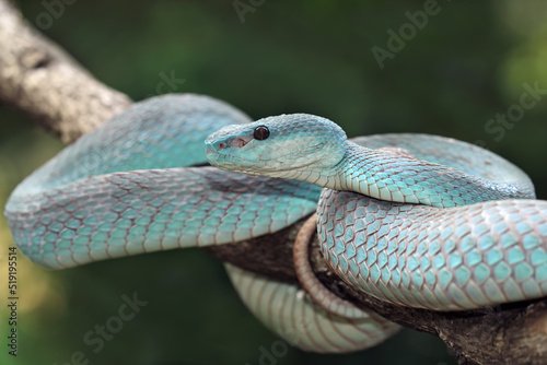 Blue viper snake closeup on branch,blue insularis,Trimeresurus Insularis