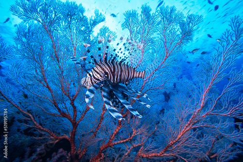 Common lionfish, Pterois volitans, Palau, Micronesia