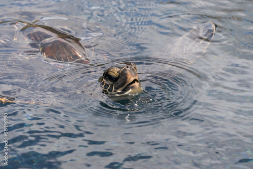 Sea Turtle, Honu, sticking head out of the water for a breath of air. Hawaii