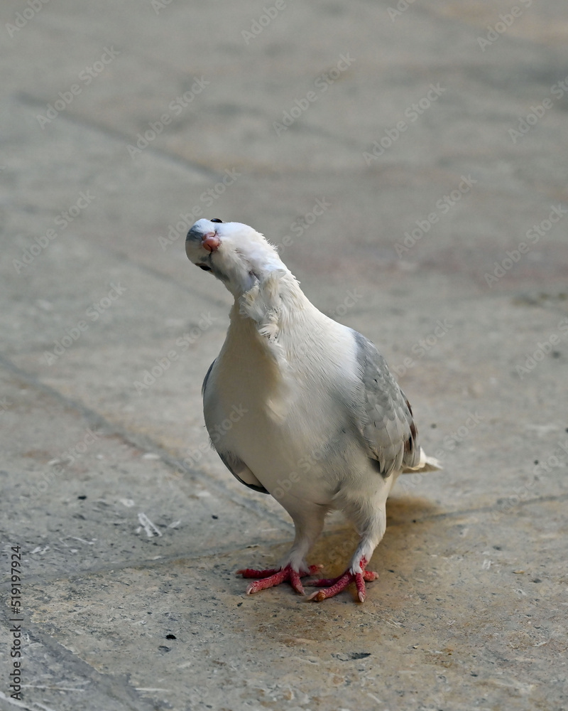 Obraz premium The white dove bowed its head and looks