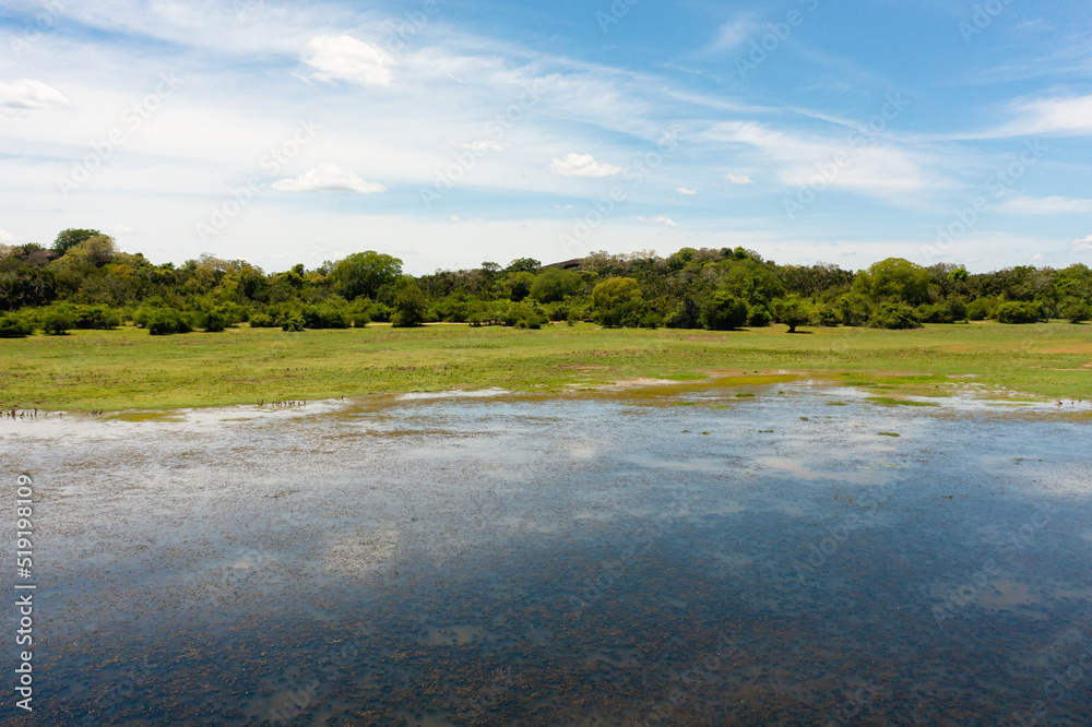 Wetlands and lakes with tropical vegetation, natural habitat for animals. Sri Lanka.