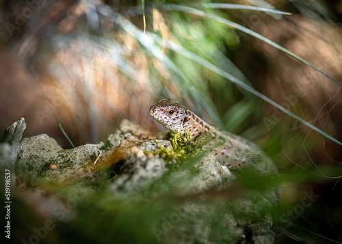 mała jaszczurka zwinka na kamieniu wśród roślin © Henryk Niestrój