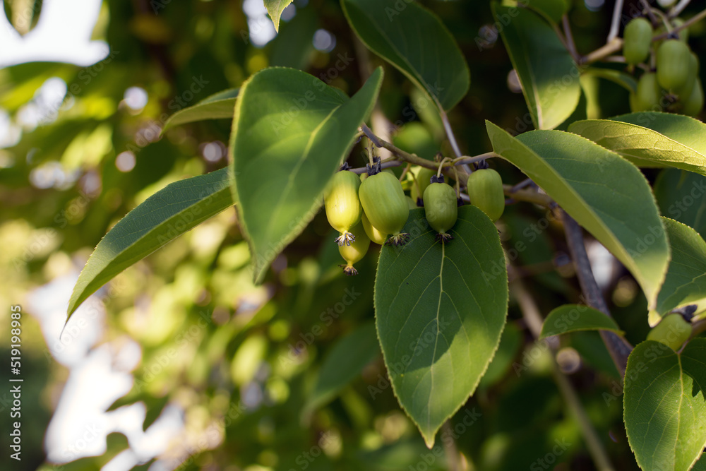Hardy kiwifruit (Actinidia arguta) ripening on the vine. Mini kiwi baby fruit in the garden. Actinidia arguta is a perennial vine native to Japan, Korea, Northern China. Selective focus. Hardy kiwifruit (Actinidia arguta) ripening on the vine. Mini kiwi baby fruit in the garden. Actinidia arguta is a perennial vine native to Japan, Korea, Northern China. Selective focus.
