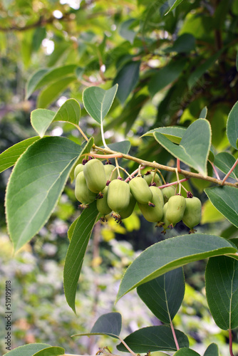 Hardy kiwifruit (Actinidia arguta) ripening on the vine. Mini kiwi baby fruit in the garden. Actinidia arguta is a perennial vine native to Japan, Korea, Northern China. Selective focus. photo
