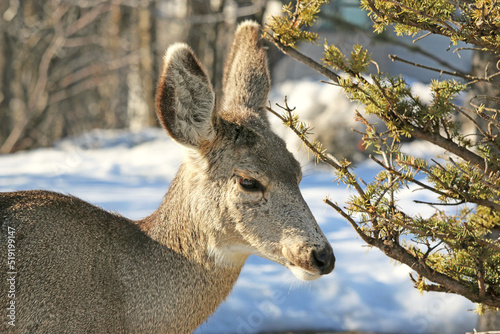 Mule deer in winter  © Jenny Thompson