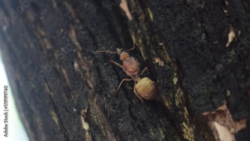 Weaver ants or green ants (genus Oecophylla)