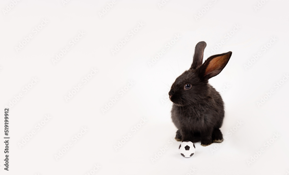 Obraz premium One black rabbit with soccer ball isolated on a white studio background. Football game. Active hobby. Place for text. Player. Workout. Funny animal hare. Sports training. Sporting goods concept
