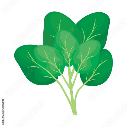 spinach nature icon