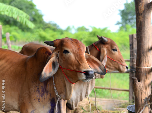 Beef cattle the red skin in the wooden cowshed. In a farm surrounded by nature © Yannasakamon