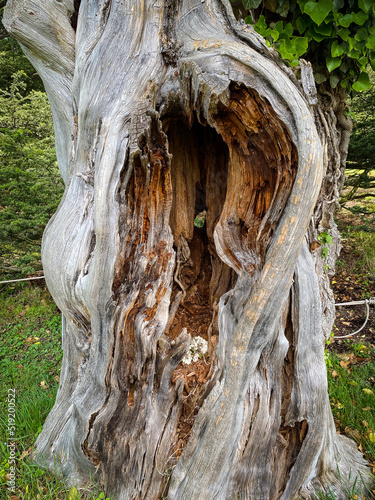 Tree with scar and hole at Hampton National Historic Site in Towson, Maryland. 