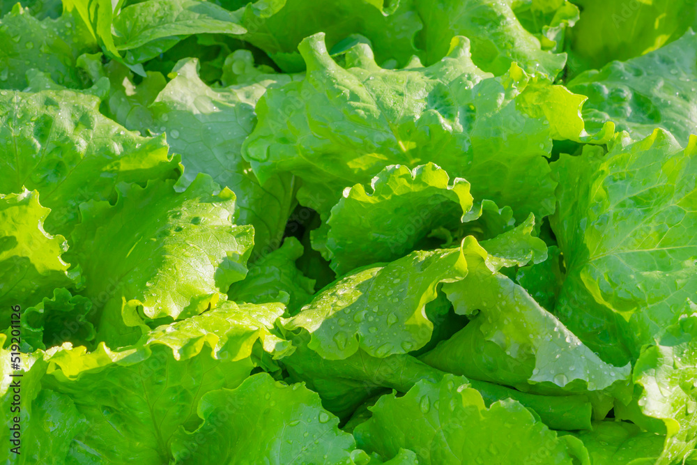 Green lettuce leaves with water drops on a sunny day. plant texture background. close-up Green lettuce leaves with water drops on a sunny day. plant texture background. close-up