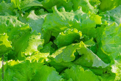 Green lettuce leaves with water drops on a sunny day. plant texture background. close-up