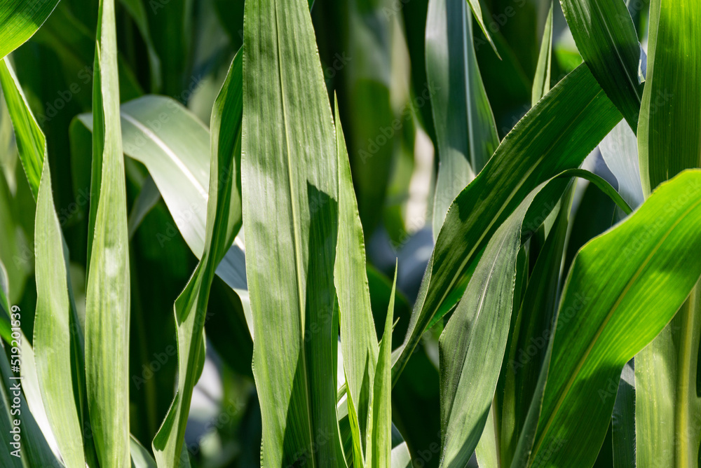 Obraz premium Corn leaves