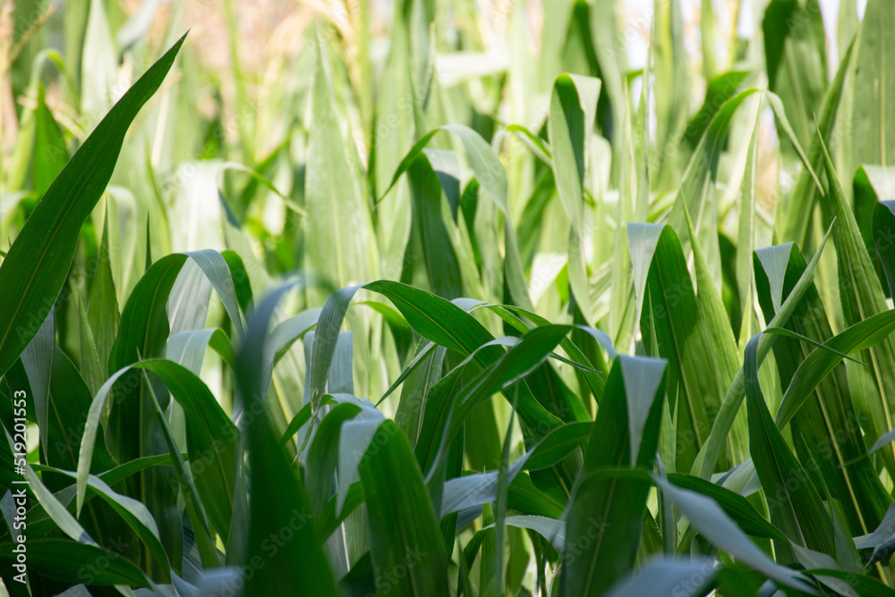 Corn leaves Corn leaves