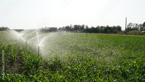 Irrigation.Irrigation system.Dryness.Land cultivated with corn irrigated with water.