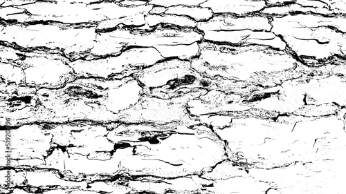 Black white texture of rugged relief fractured bark wood of aged cork oak. Old rough grunge of uneven ridged hard dry crust surface. Deep cut grooved coated layer, convex ornate textured rustic design