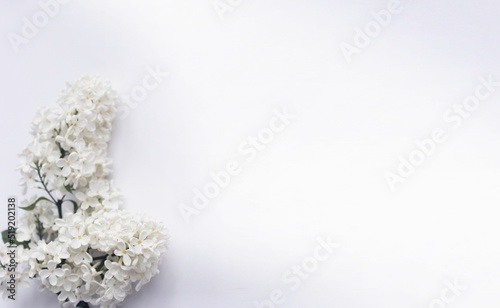 Branches of white lilac on a white background. Spring flower arrangement. Background for a greeting card.