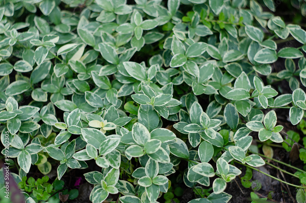 green leaves background green leaves background