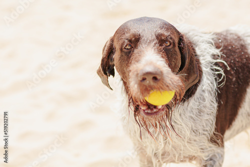 Wet dog on the beach by the sea holding a yellow tennis ball in his teeth. Big dog playing fetch the tennis ball on the beach