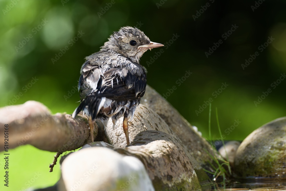 Obraz premium Young Wagtail on stones after bathing in the water of the bird watering hole. Czechia.
