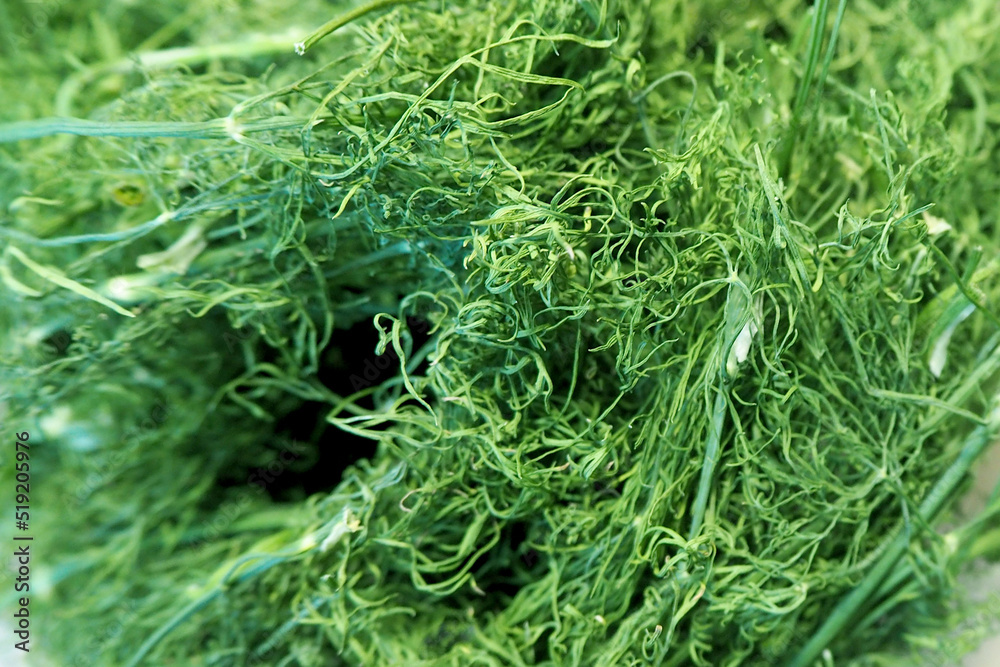 lots of dried green dill. spice . green background lots of dried green dill. spice . green background