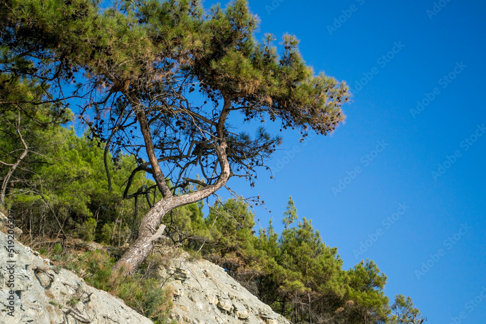 Landscape with trees in the blue sky.Beautiful nature. Landscape with trees in the blue sky.Beautiful nature.