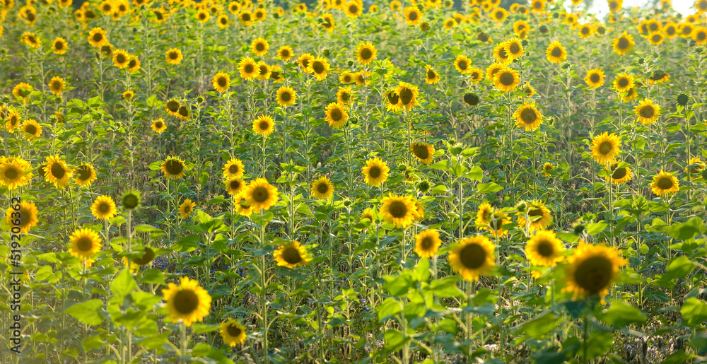 Feld voller Sonnenblumen Feld voller Sonnenblumen