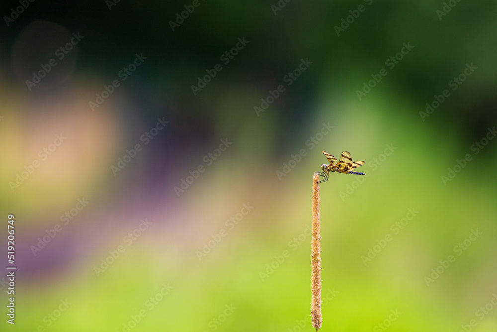 dragonfly on a leaf