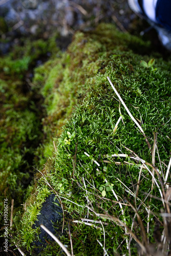 bright green moss near a rocky mountain river close-up
