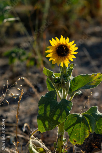 sunflower in the garden