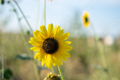 sunflower in the field