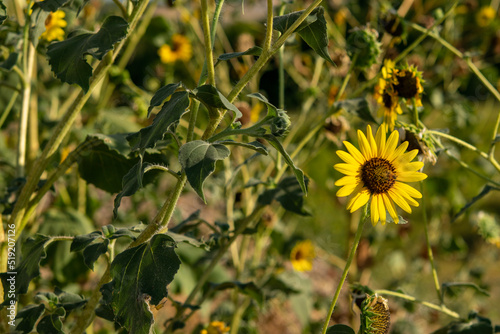 field of sunflowers