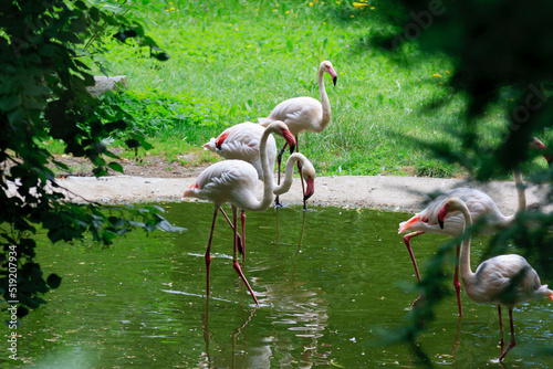 Flamingi