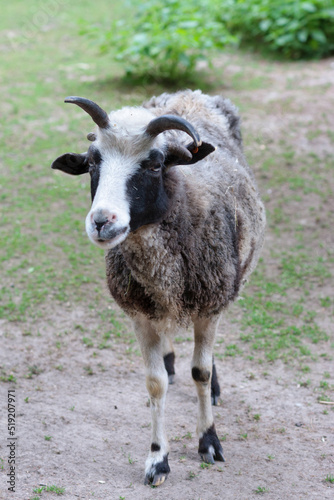 Owca wieloroga, owca czteroroga, owca Jacoba