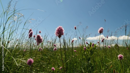 Pink flowers bistorta european sway in the wind in the mountains. A wild field of grass in the highlands. Blue sky in the background. Snakehead, snake root, snake grass. The beauty of wildlife photo