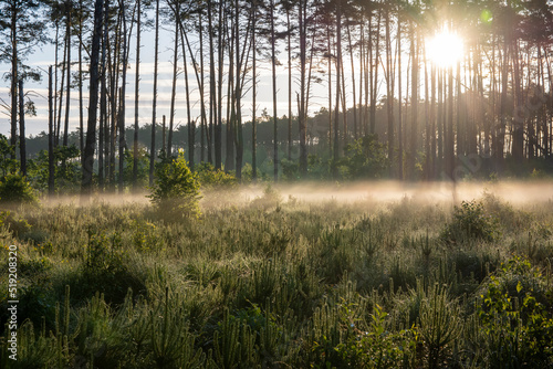 Dawn in the forest among the mists on a sunny morning, the sun's rays in the fog. Day.
