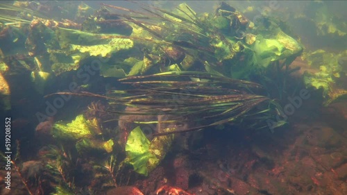 fast flow of shallow freshwater river bottom, sun rays in dirty water after rainfall, rich flora of yellow water-lily and hornwort aquatic plants, ecology disaster threat, underwater video footage photo