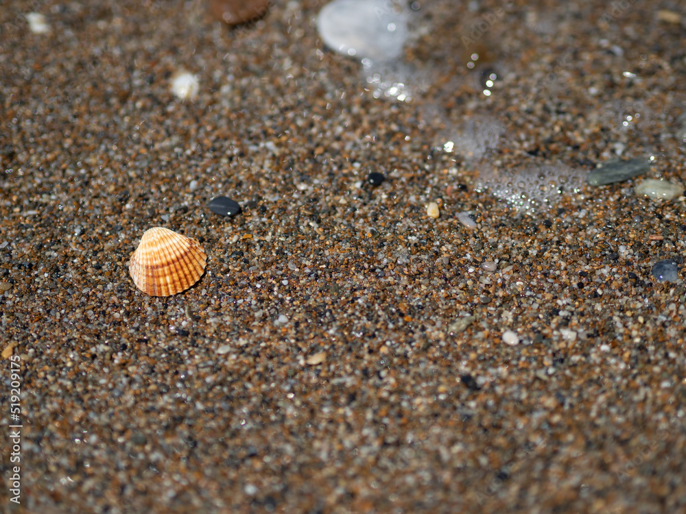 Muszla leżąca na nadmorskiej plaży, piach Muszla leżąca na nadmorskiej plaży, piach