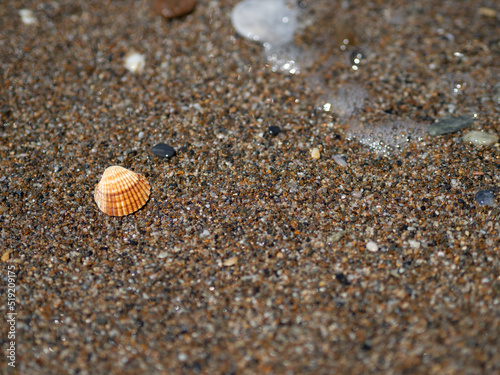 Muszla leżąca na nadmorskiej plaży, piach © Klaudia Baran