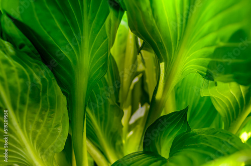 Close-up of veined Hosat leaves from below