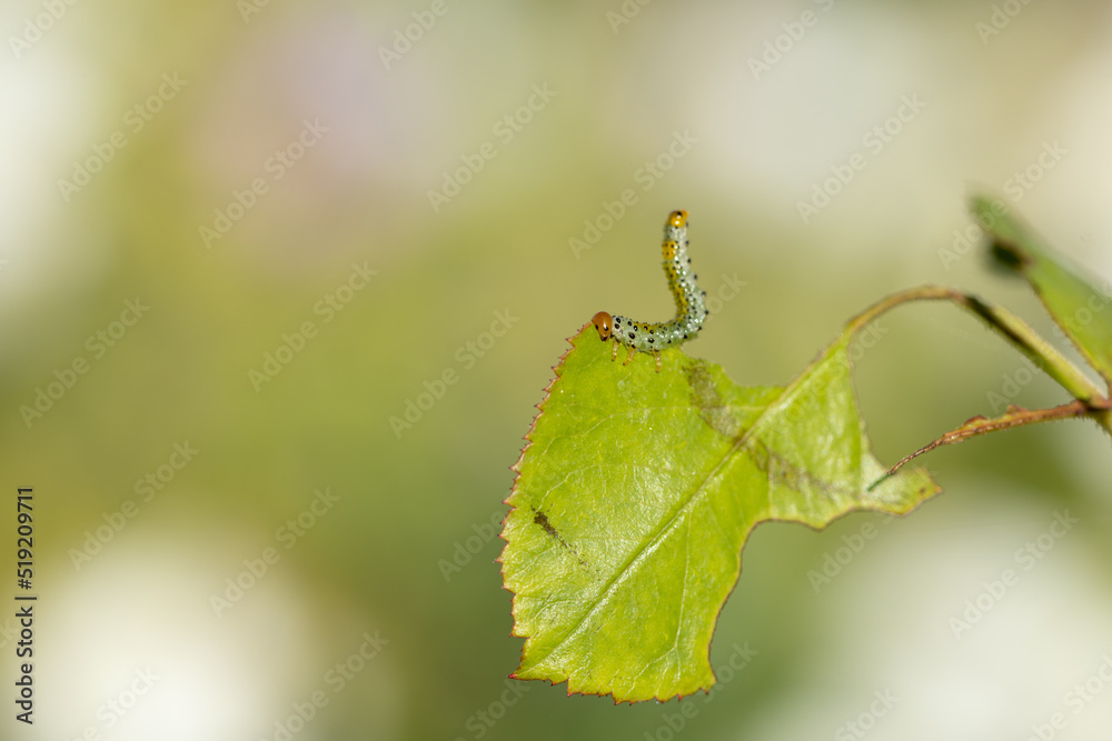 caterpillars on rose leaves caterpillars on rose leaves
