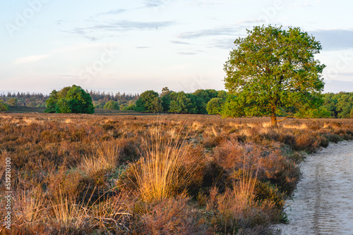 Early morning during sunrise at the Ermelosche Heide, The Netherlands.