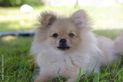 A beautiful funny fluffy Pomeranian breed dog lies in the grass. Cute fluffy pet dog