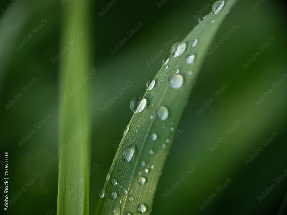 dew on the green grass dew on the green grass